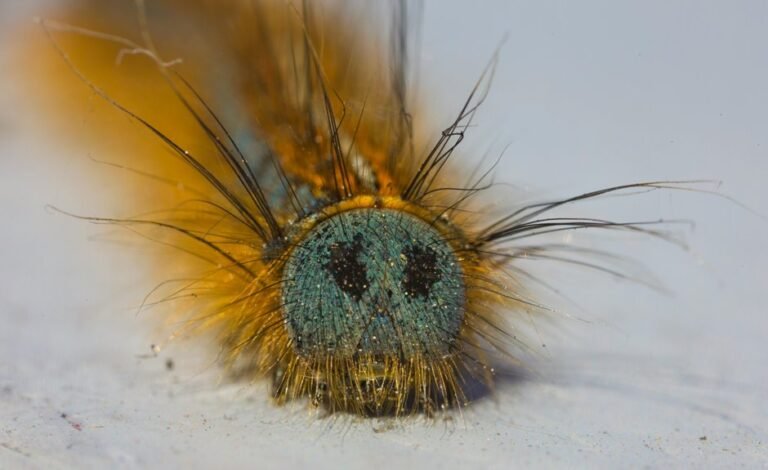 fixing folpzo333 bug issues